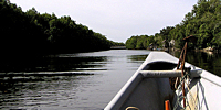 River trip dans la mangrove près de Cherating