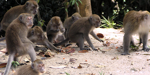 Les singes de l'île de Pangkor