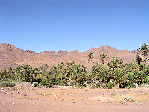Oasis marocaine dans la vallée du Drâa