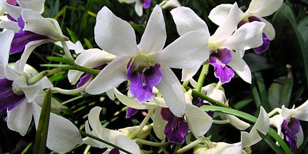 Orchid Garden à Singapour