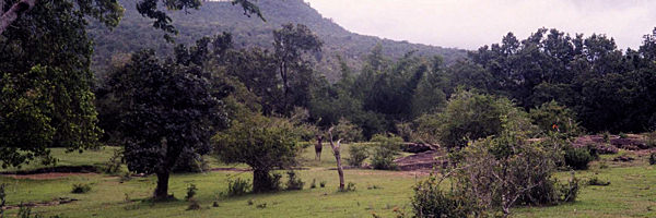 Montagnes Nilgiri